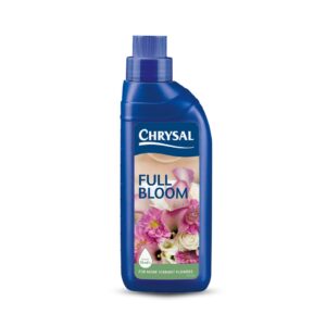 Chrysal Full Bloom